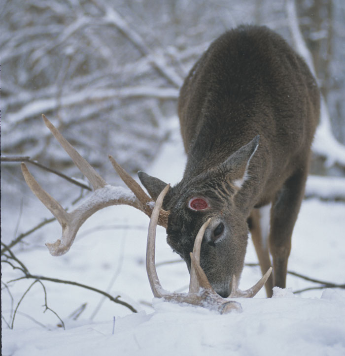 deer antler growth stage 4