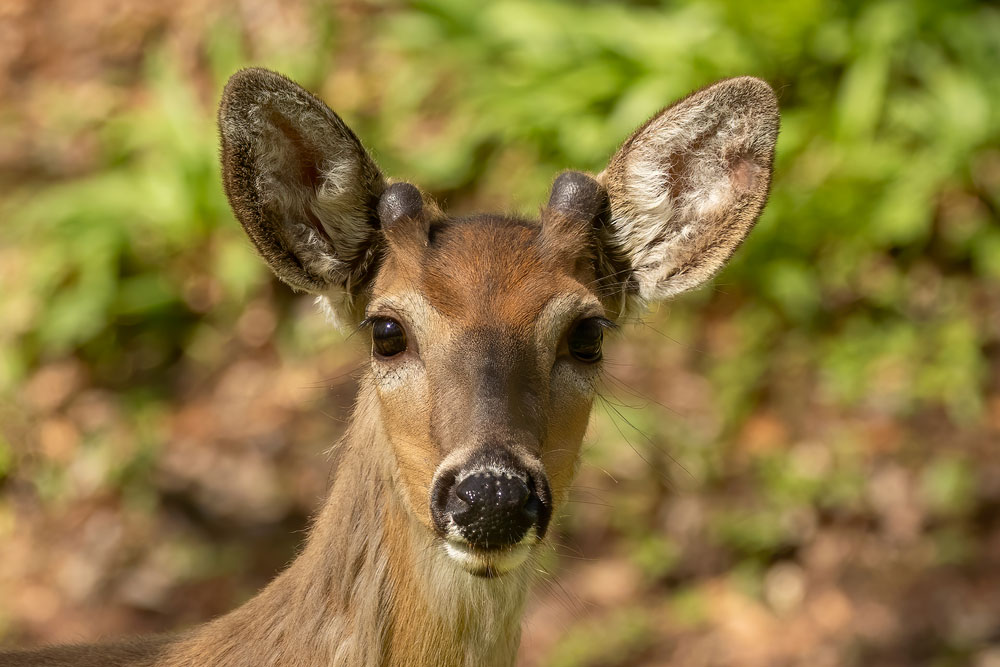 deer antler growth stage 1