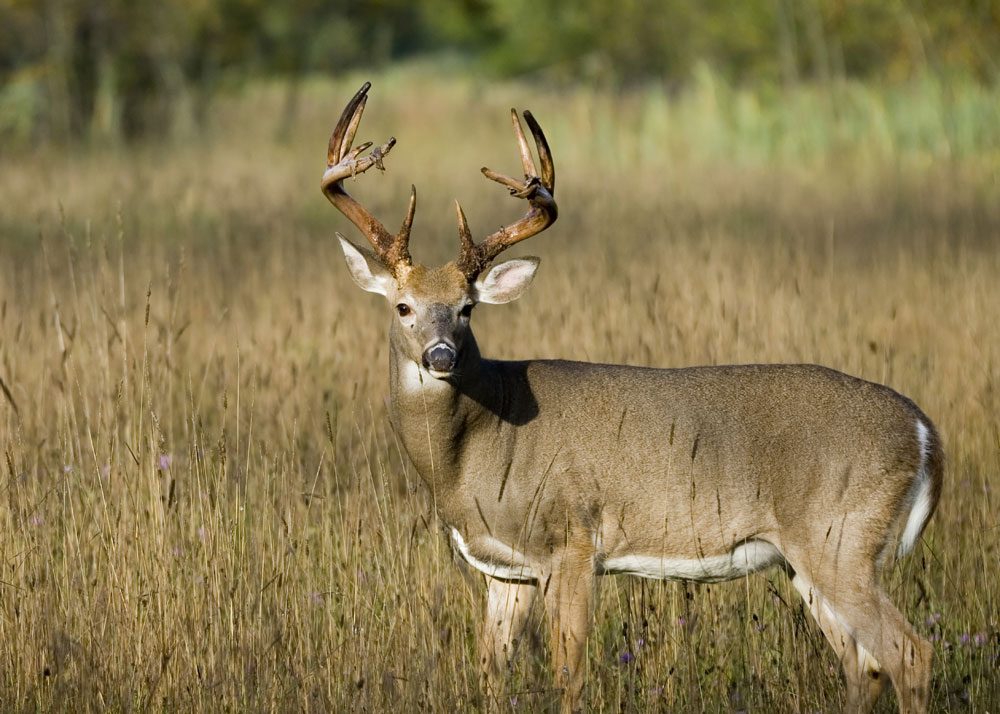 deer antler growth stage 3