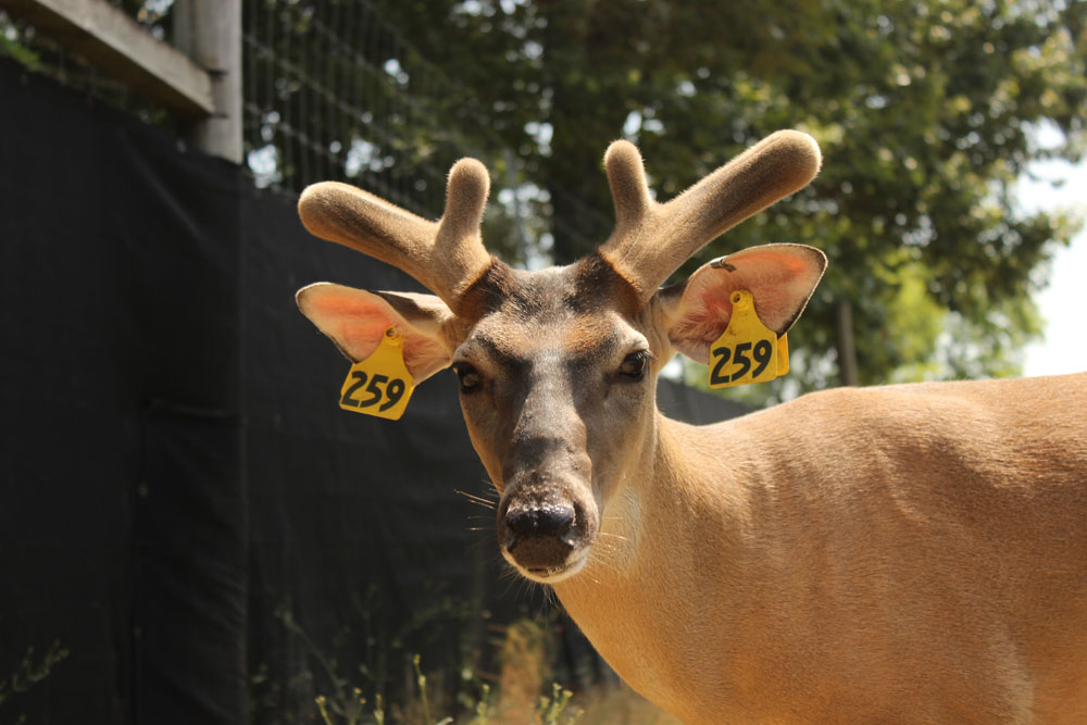 deer antler growth stage 2