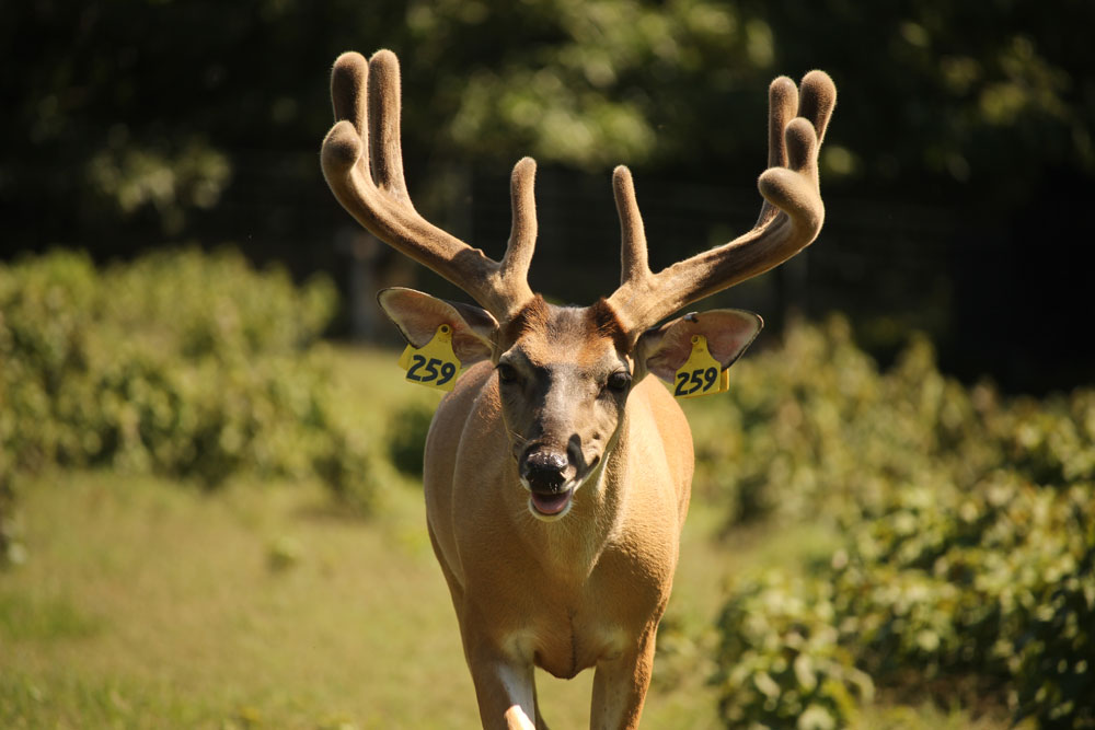 deer antler growth stage 2 velvet