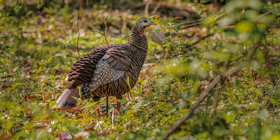 Avian X HDR Hen decoy