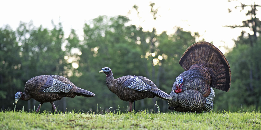 Avian-X decoy setup