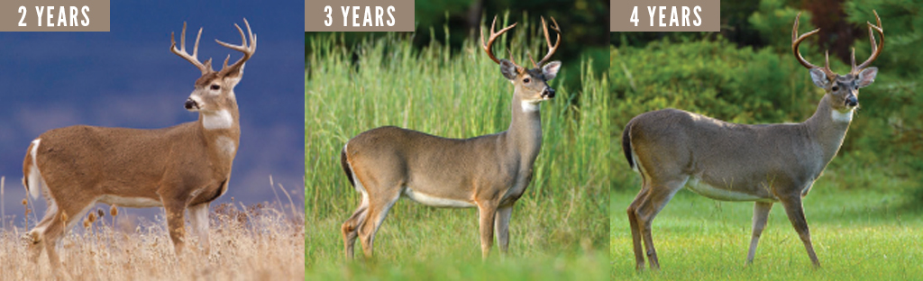 aging bucks