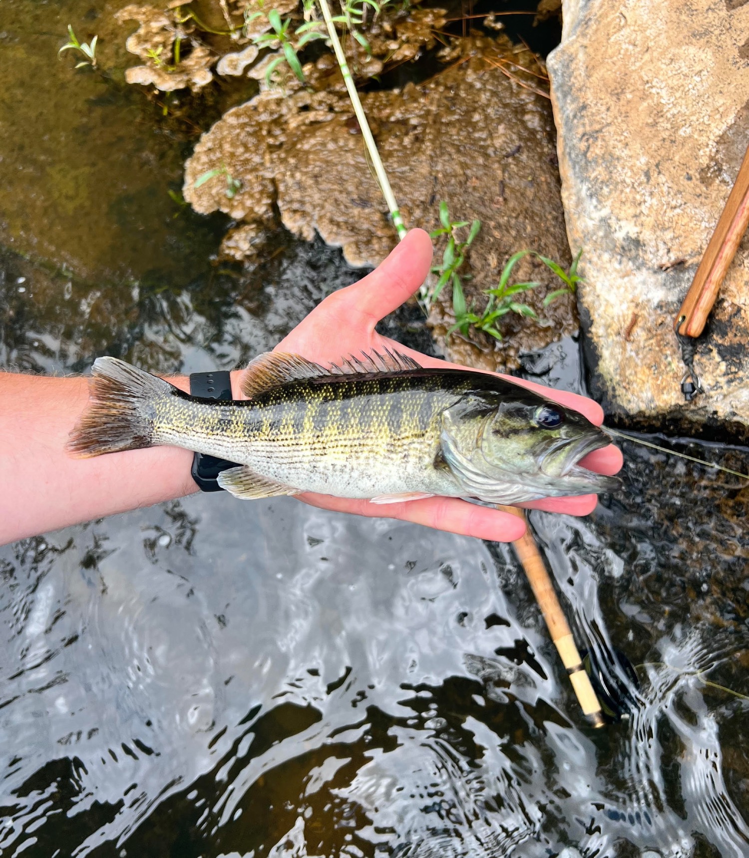 Fishing Tactics for Redeye Bass in the South