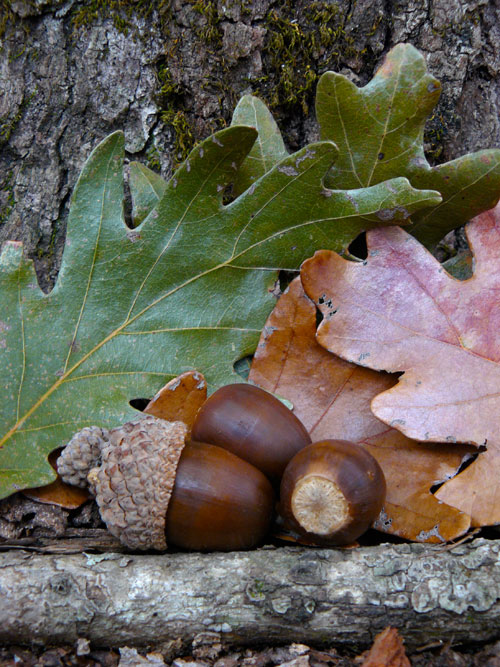 beadles oak acorns