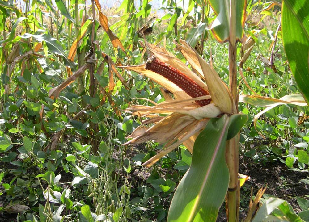 beans and corn eaten by deer