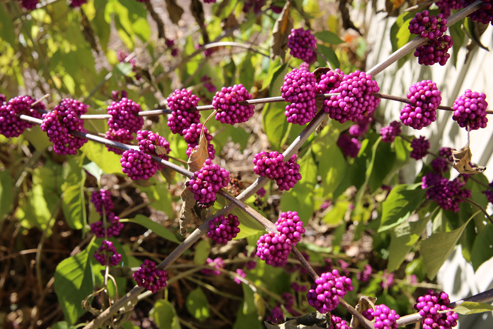 American Beautyberry