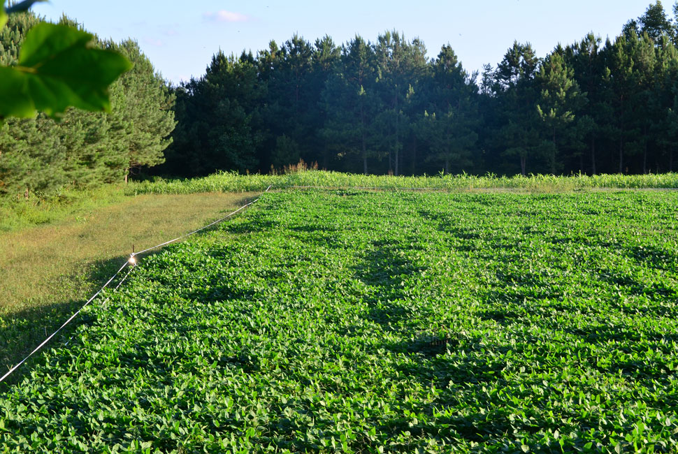 Biologic Game Changer Soybeans