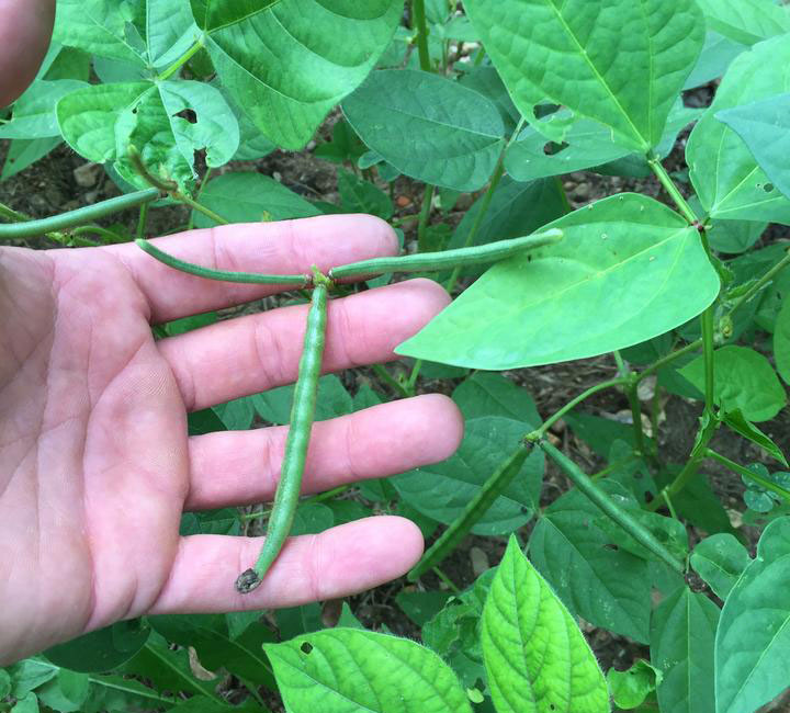 BioLogic Protein Peas