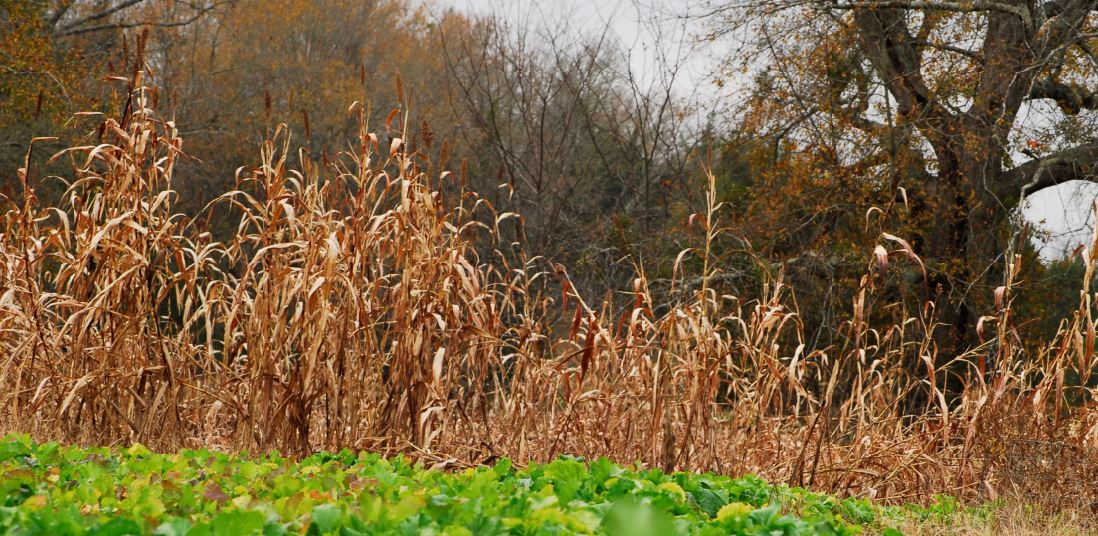 BioLogic Blind Spot Food Plot Screen Visual Barrier