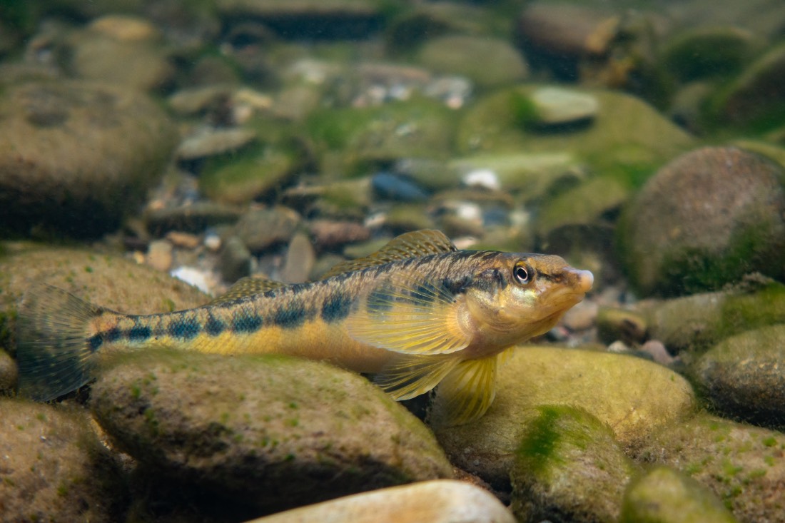 a small brown fish faces the screen