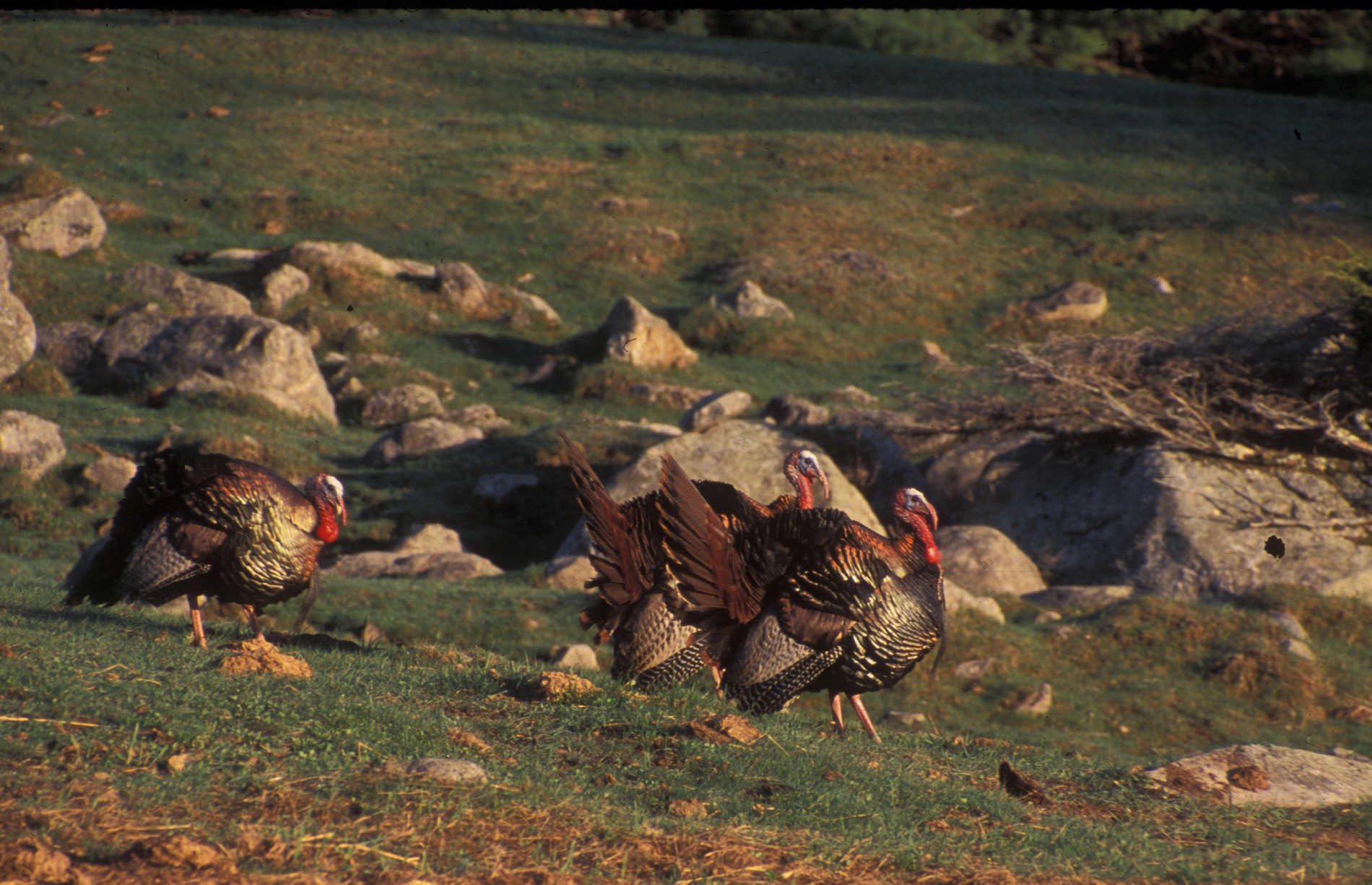 wild turkey flock