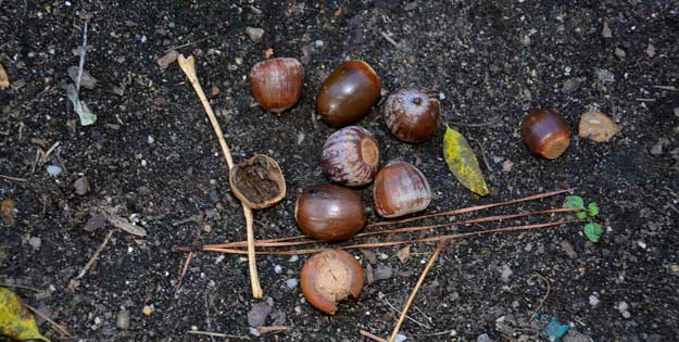 acorns