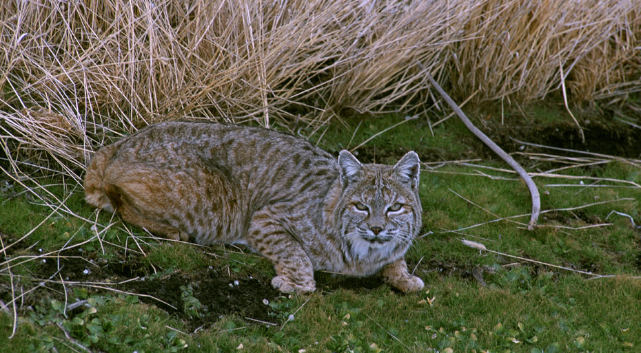 bobcat