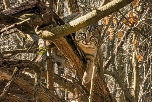 bobcat