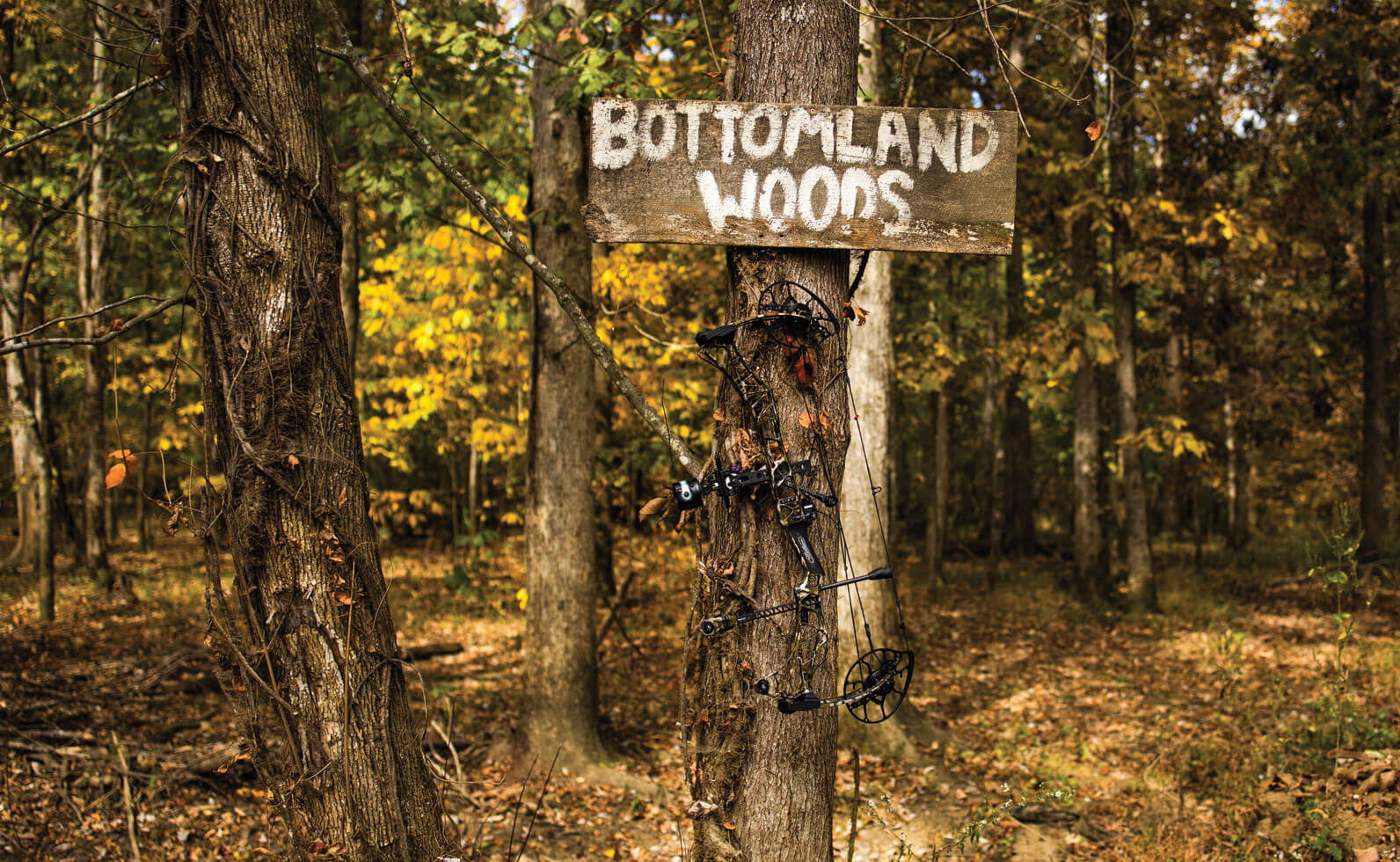 Bottomland Woods