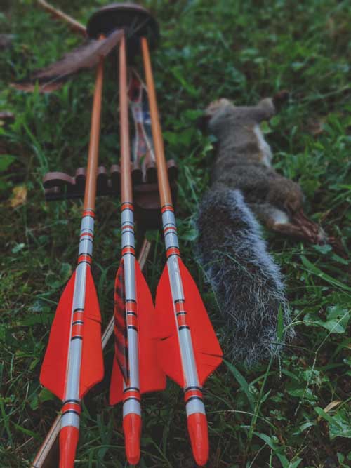 bowhunting squirrels