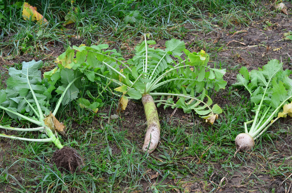 different types of brassicas