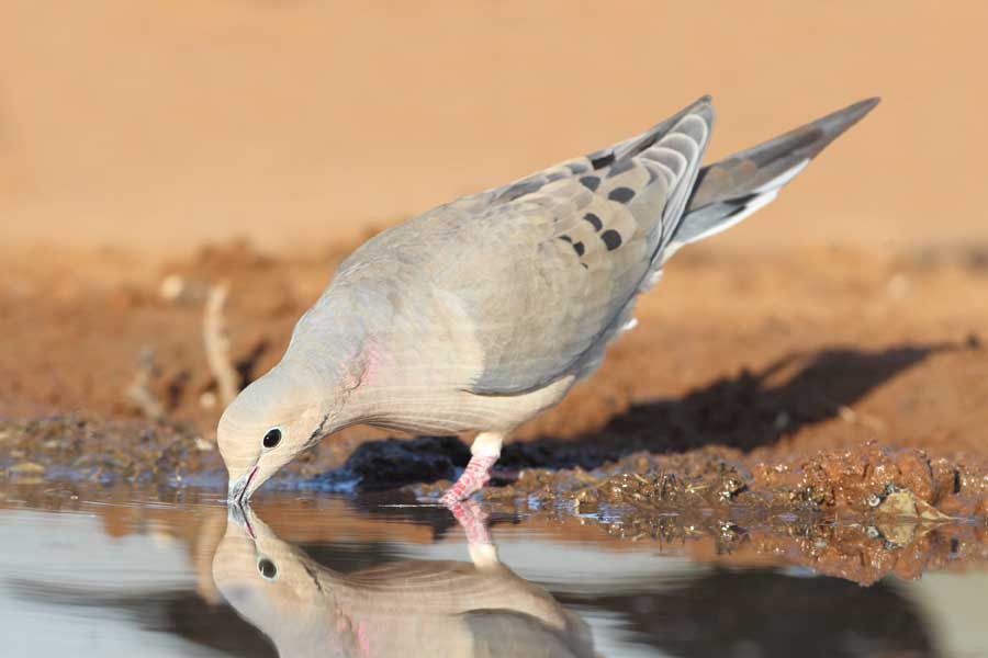 dove at water source