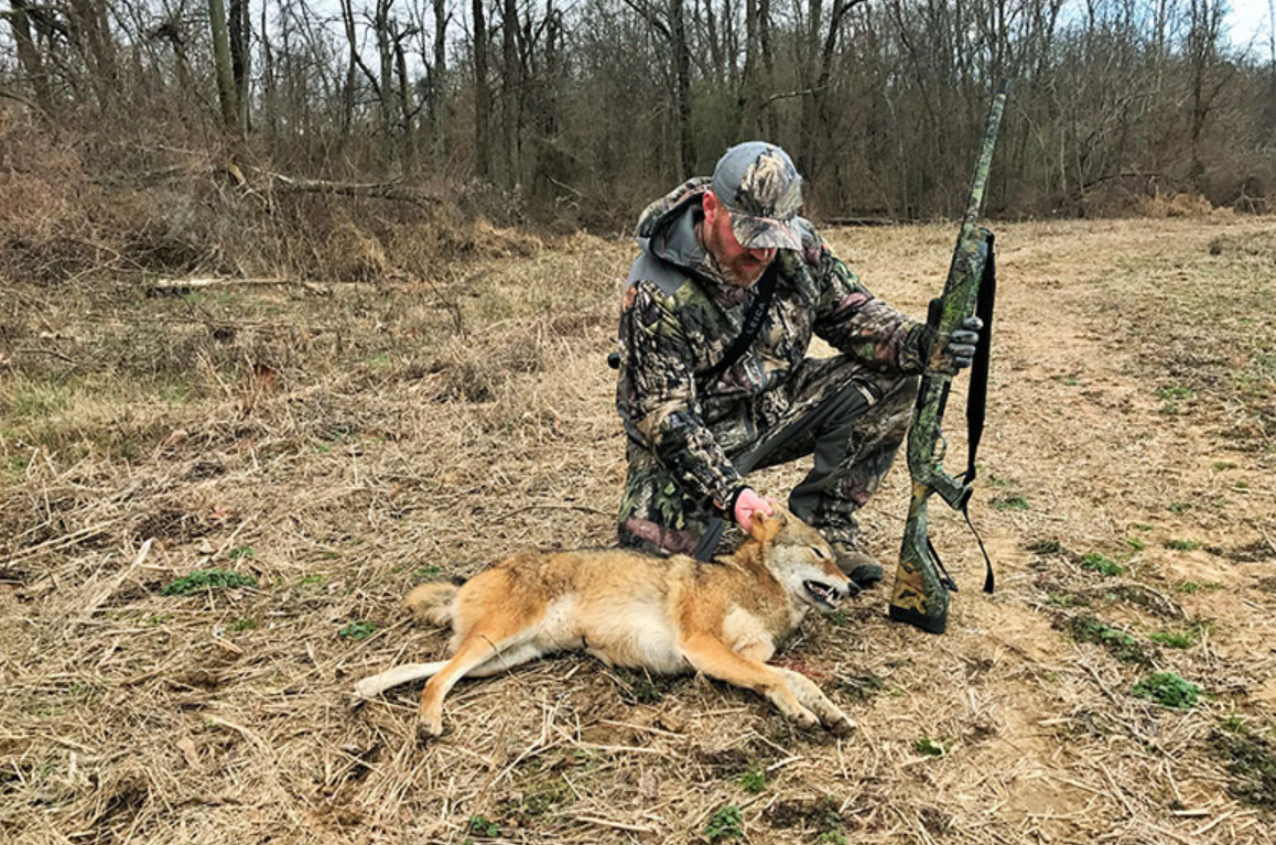 coyote