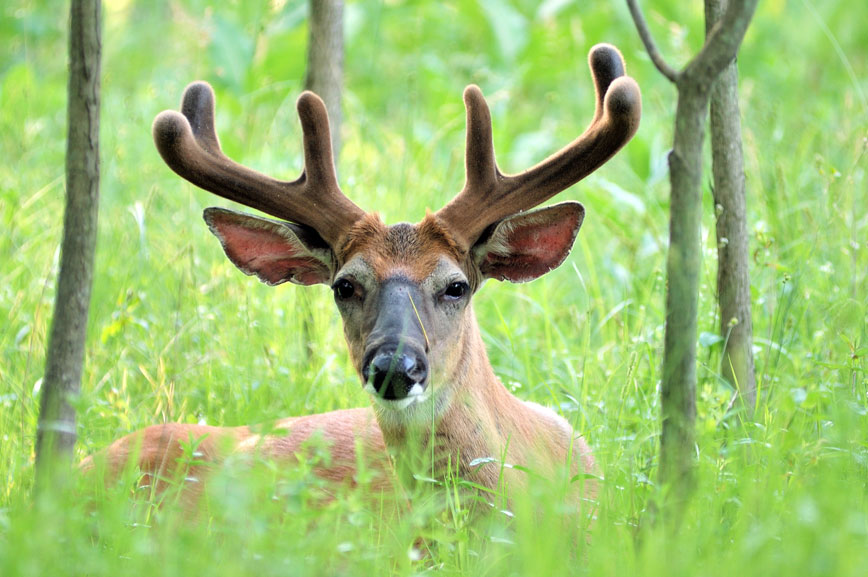 velvet-antlered buck