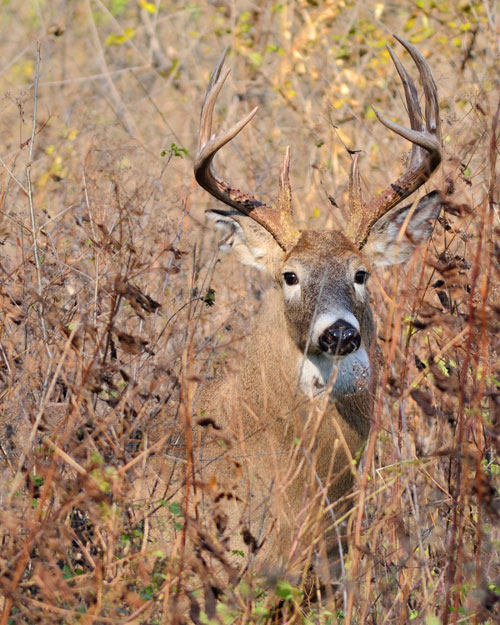 buck Bruce MacQueen