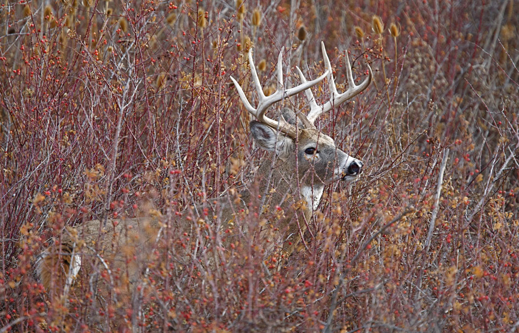 buck in cover