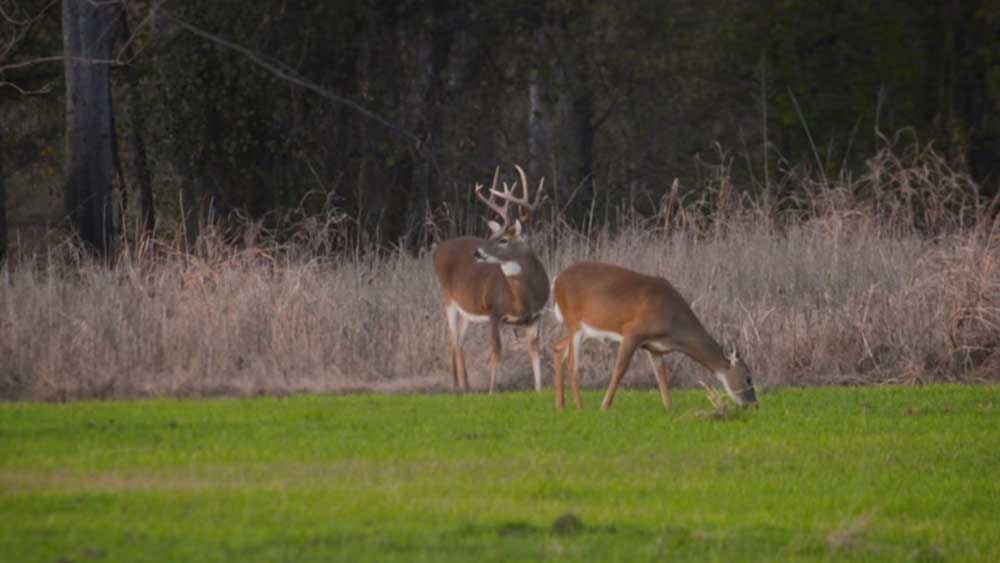 buck and doe in food plot