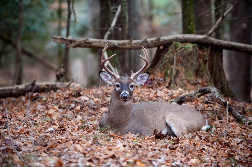 buck bedded down