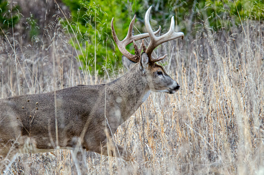 buck in brush