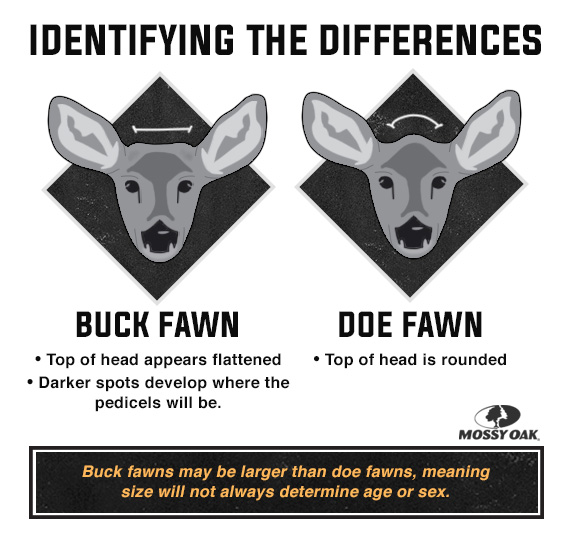 Buck fawn doe fawn infographic