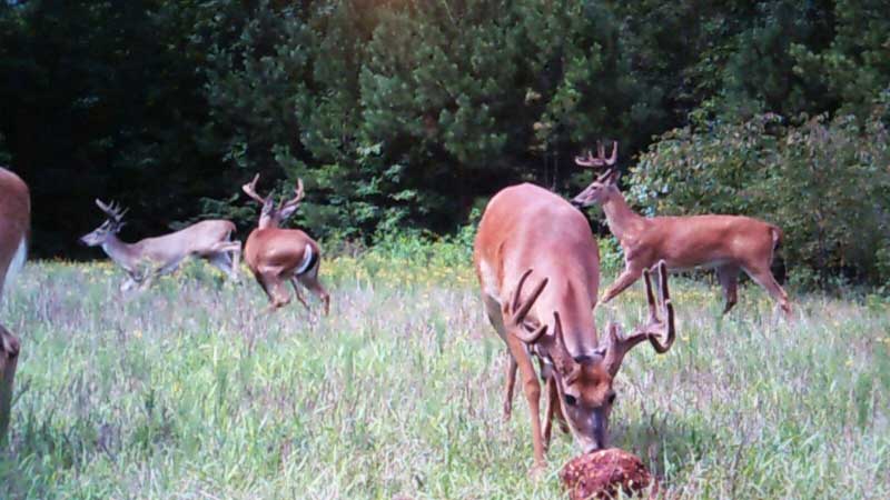 Bucks on trail camera