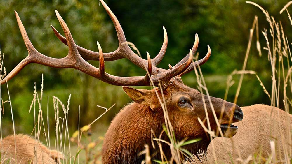 RMEF bull elk