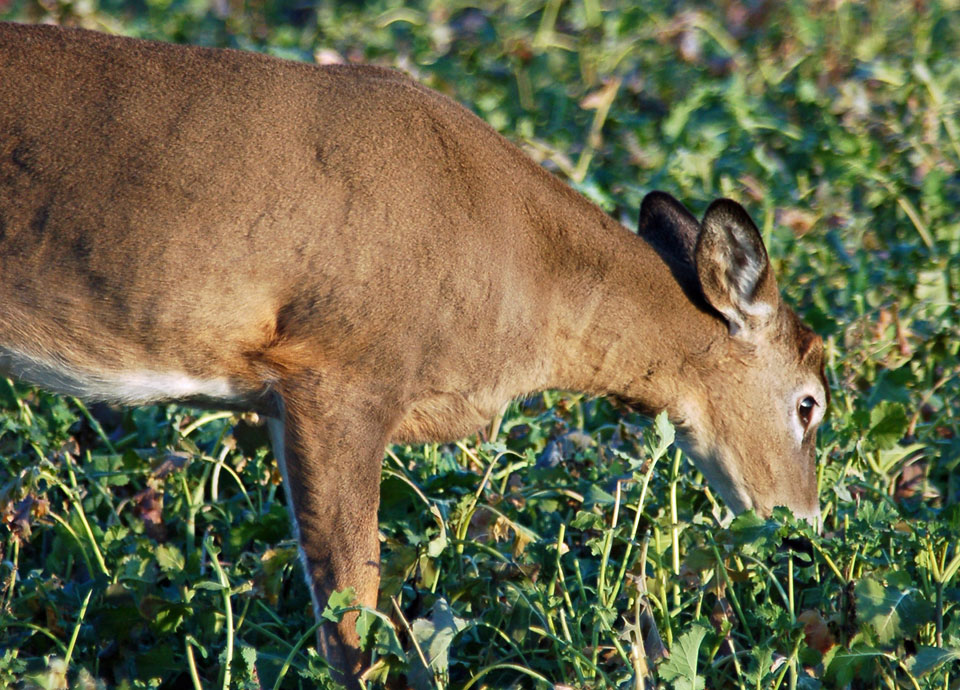 button buck