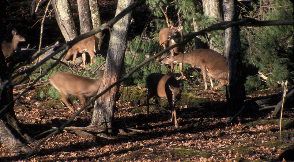 deer herd