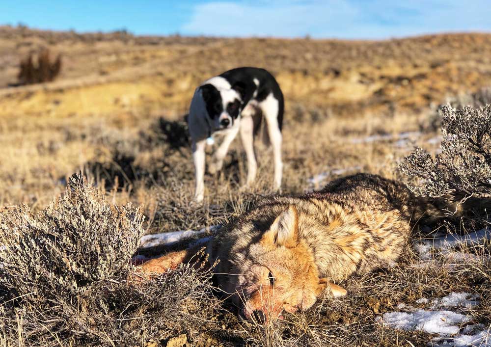 Project Coyote on X: 🚫 Myth: “Coyotes lure dogs back to their