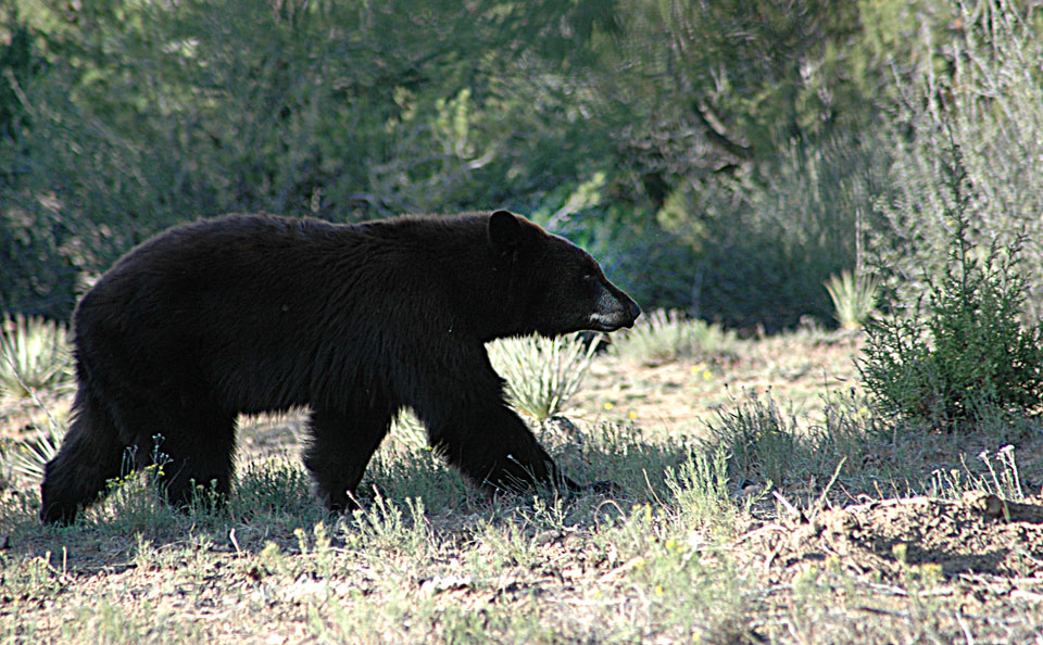 black bear