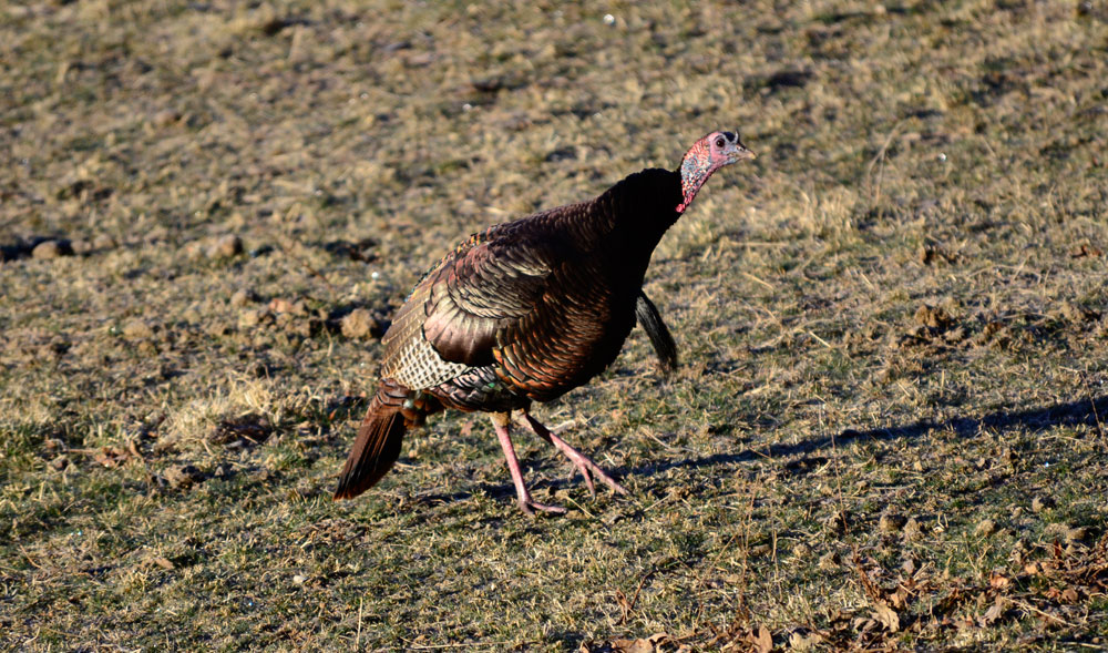 wild turkey