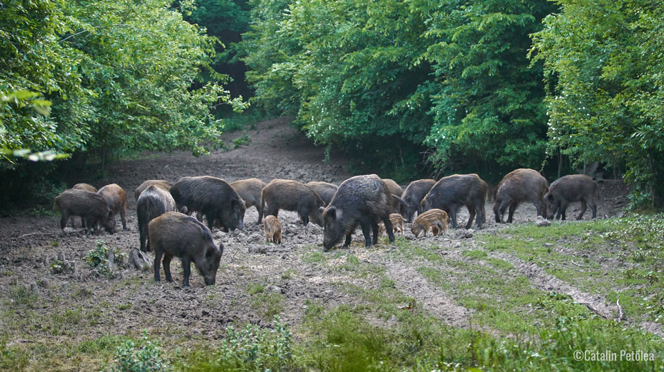 wild hogs