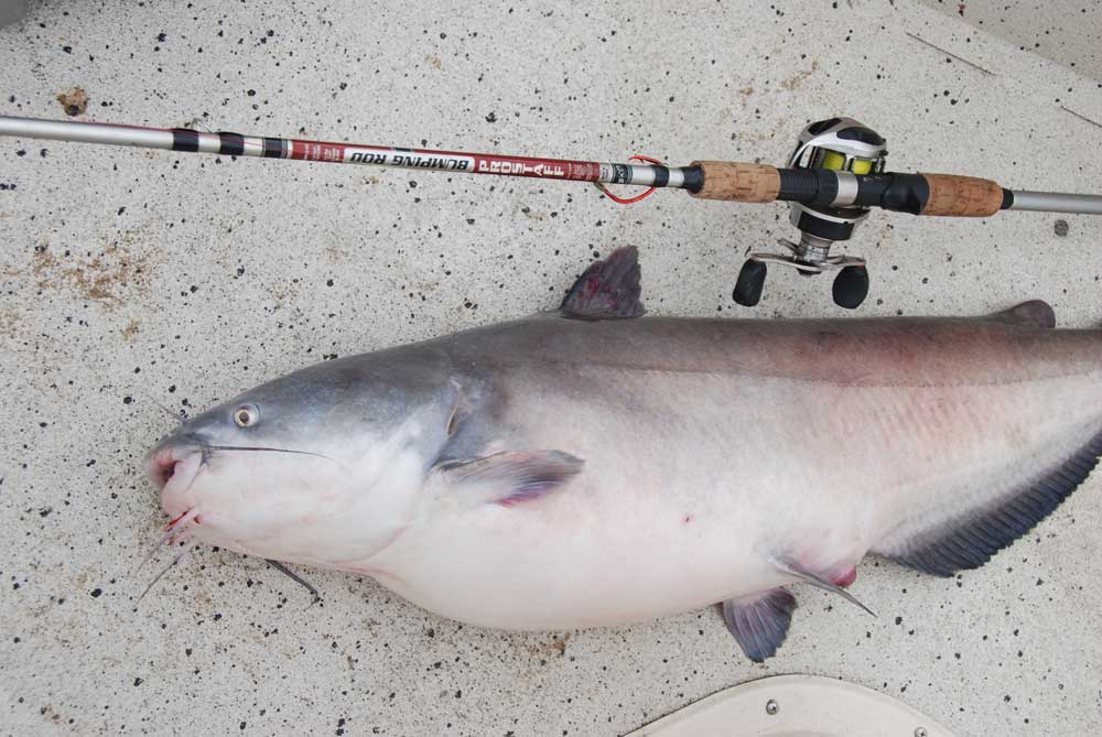 Tackling Down for Big Flathead Catfish — River Certified Fishing