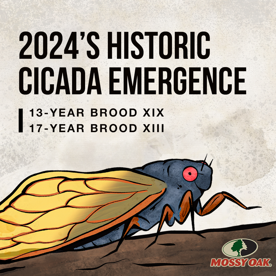 cicada