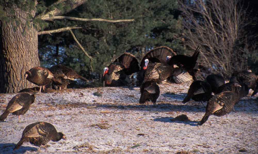 turkeys in snow