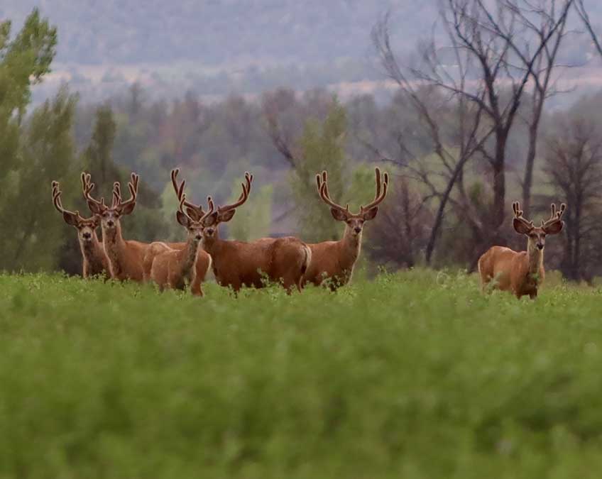 CO Mule Deer Mia Anstine