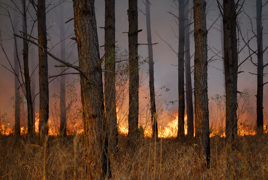 forest floor burning