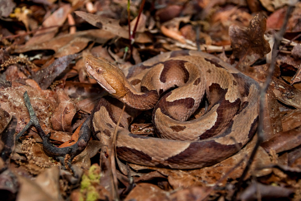 copperhead snake