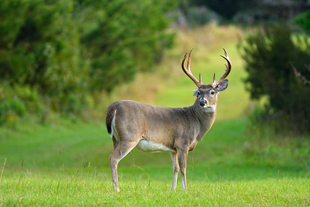 deer antler expectations Tes Jolly