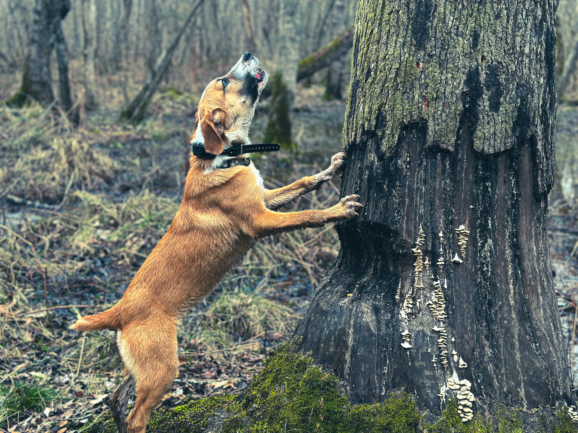 dog treeing squirrel