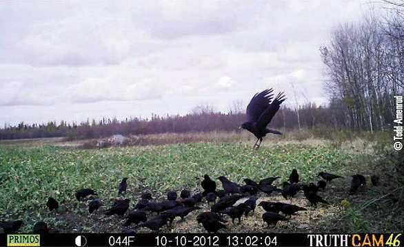 crows on game camera in corn