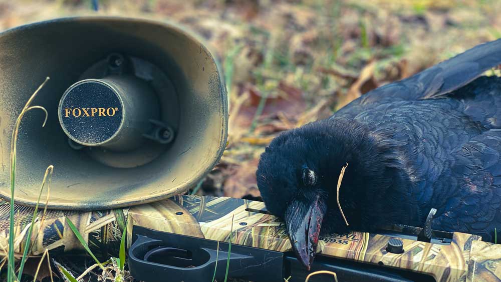 crow and crow call